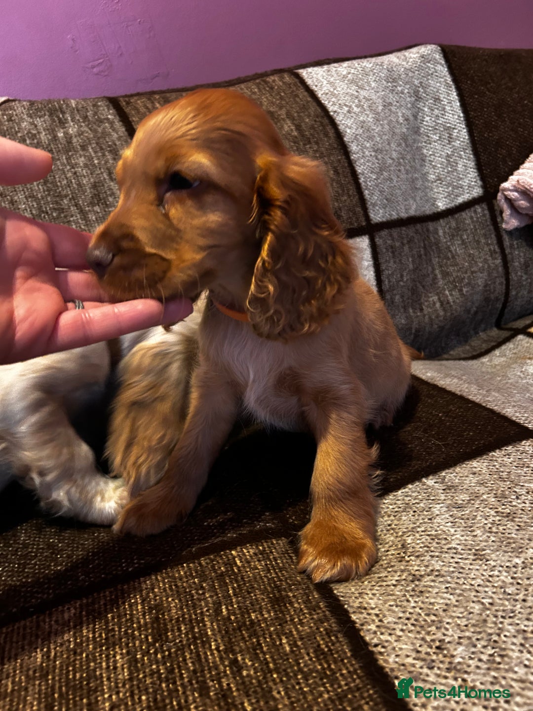 Cocker Spaniel dogs for sale: English Cocker Spaniels  - Advert 6