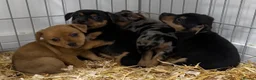 Jack Russell dogs for stud: Proven Jack Russell Stud - Advert 18
