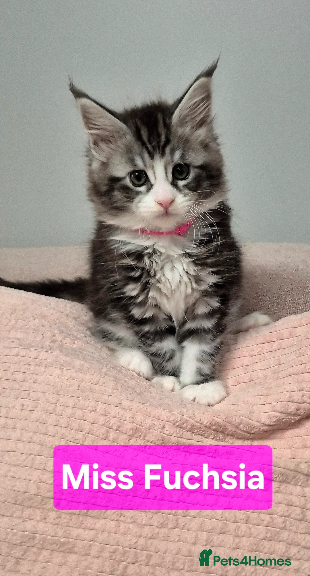 Maine Coon cats for sale: 🎀 Outstanding GCCF Pedigree Maine Coon Kittens  - Advert 20