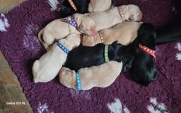 Labrador Retriever dogs for sale: 6 beautiful Labrador (all reserved)  - Advert 26