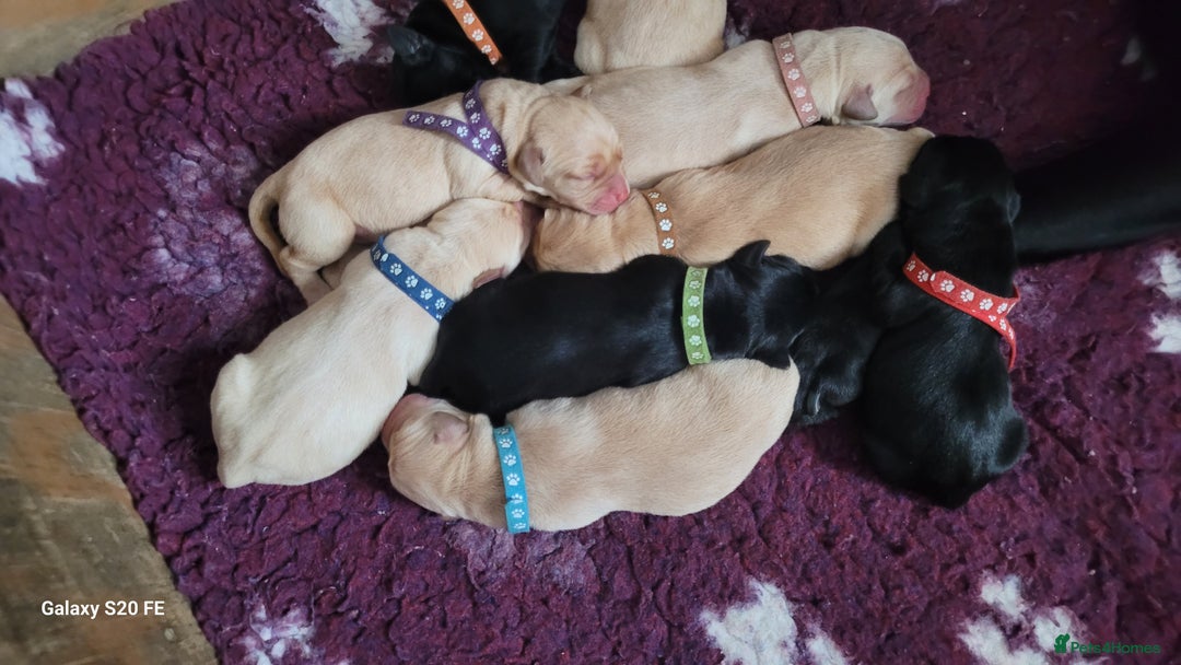 Labrador Retriever dogs for sale: 6 beautiful Labrador (all reserved)  - Advert 26