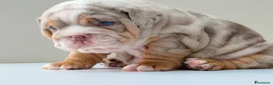 English Bulldog 2