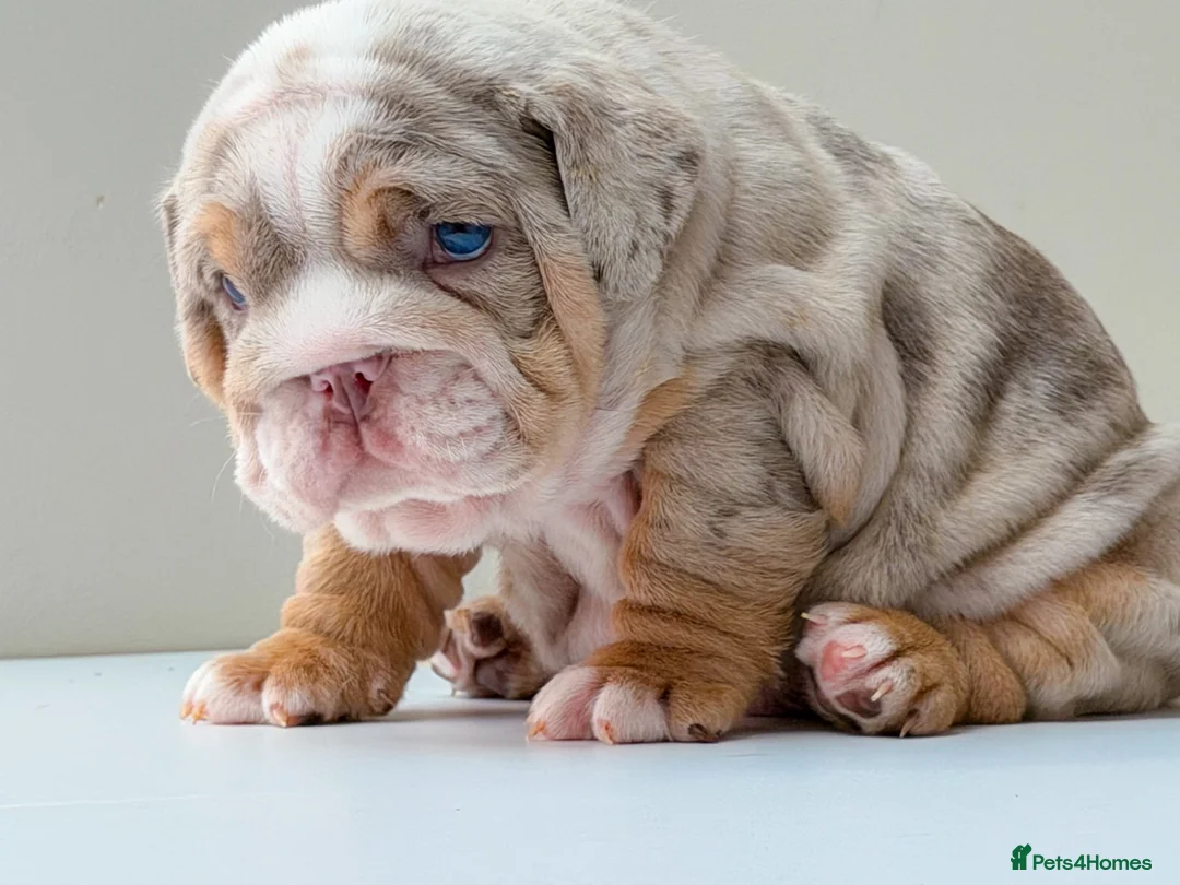 English Bulldog dogs for sale: 🐾 Honey x Mr Muscle pups 🐾‼️ - Advert 14