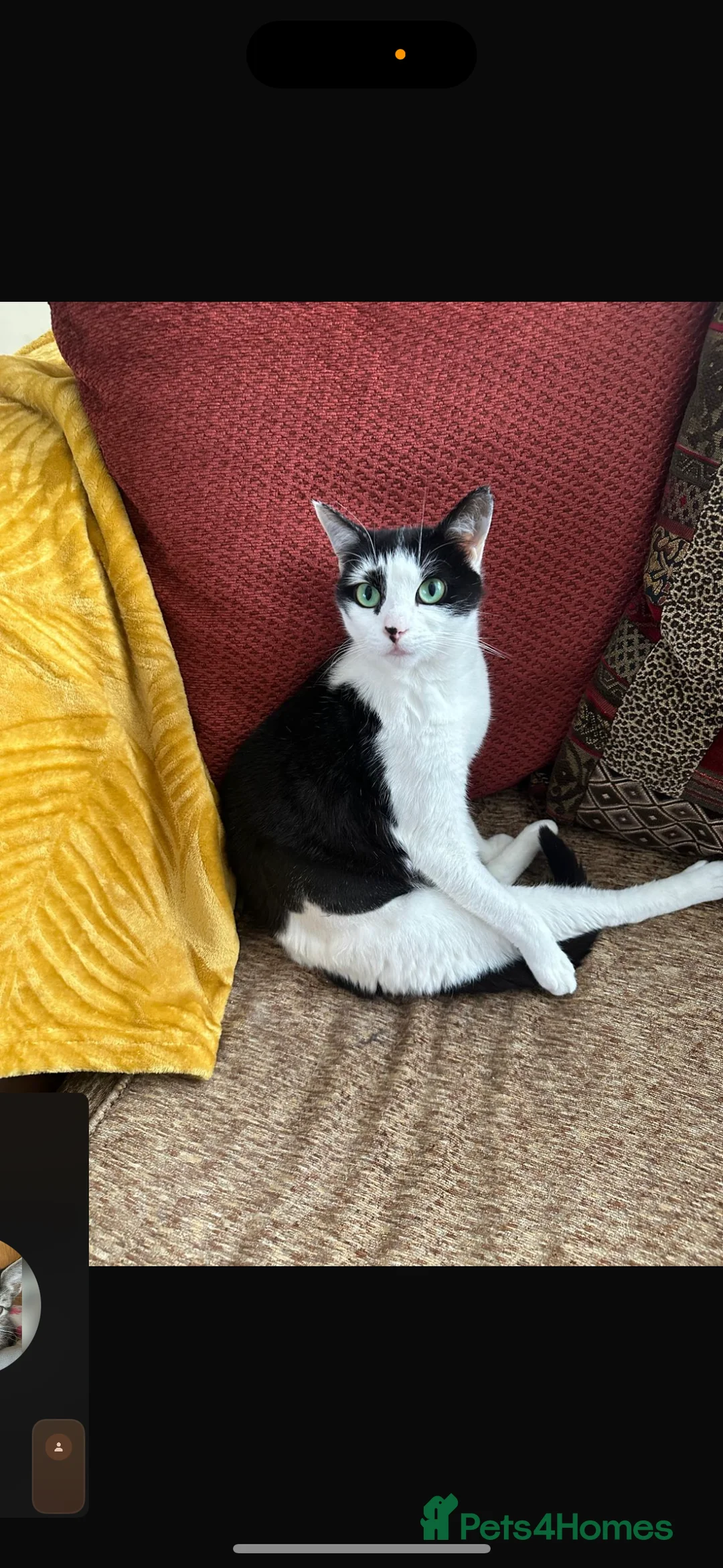 Domestic Shorthair cats for sale: Rescue cats- 60 in total, kittens/ adults🧡🙏 - Advert 4