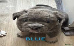 Olde English Bulldogge dogs for sale: Playful OEB Puppies  - Image 3