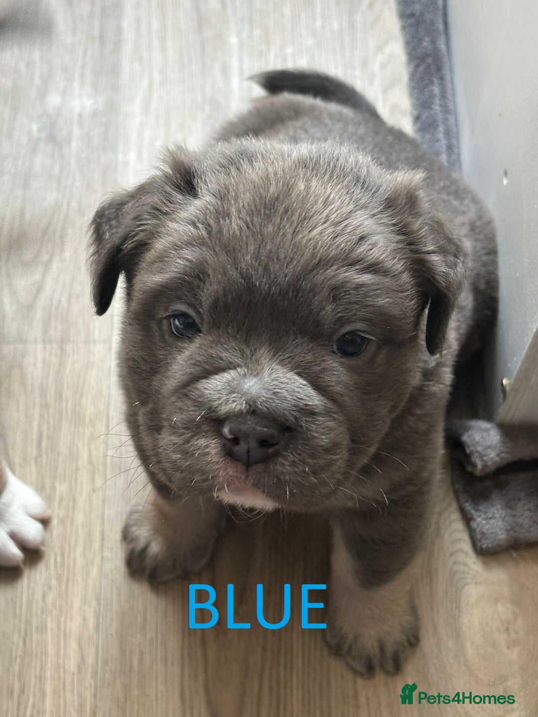Olde English Bulldogge dogs for sale: Playful OEB Puppies  - Image 3