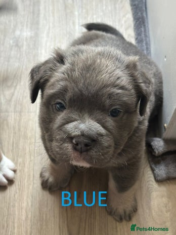 Olde English Bulldogge dogs - Advert 5