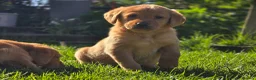 Labrador Retriever dogs for sale: Fox red labradors. 1 female 2 male available - Advert 4