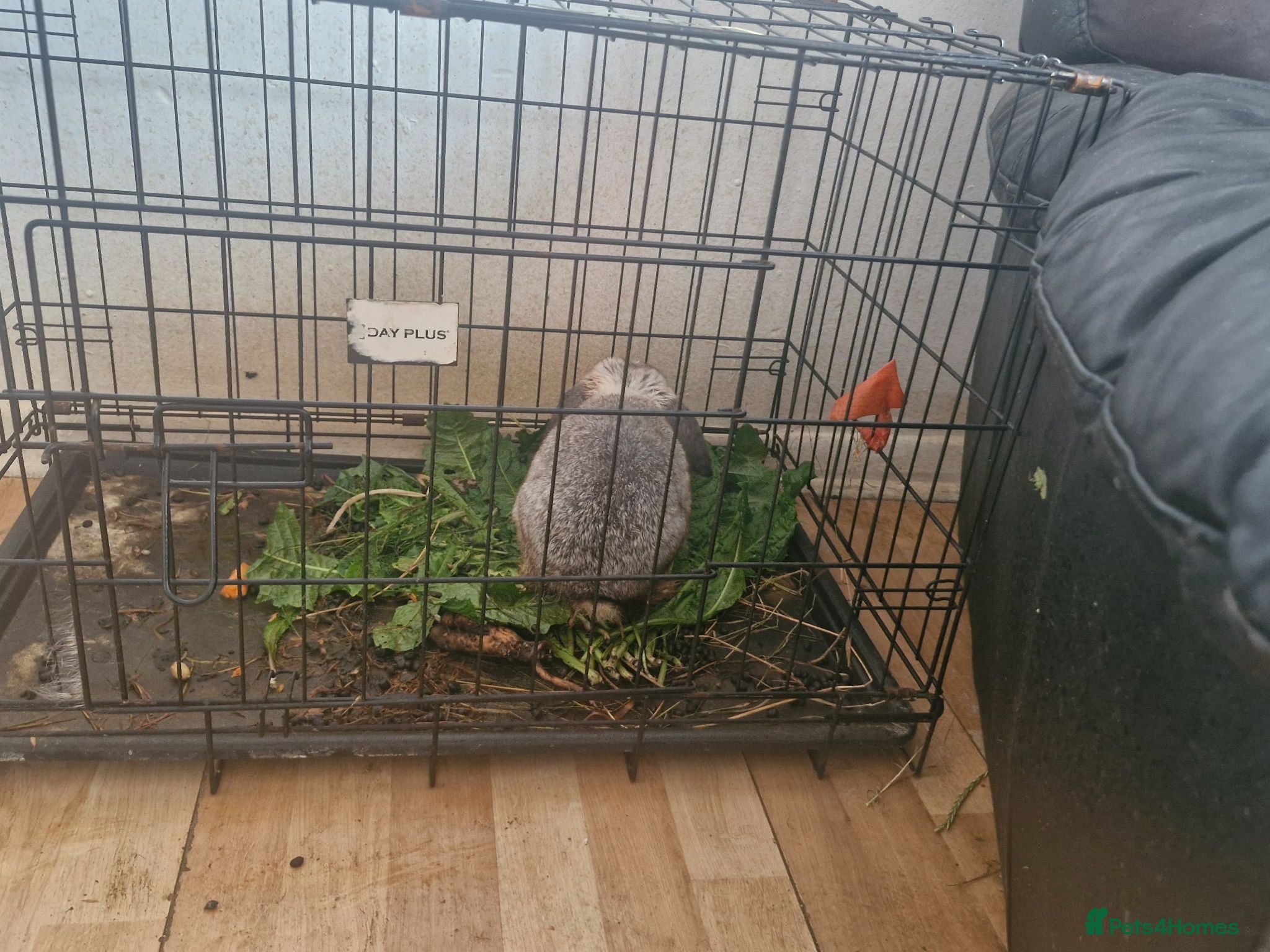 Dwarf Hotot rabbits Cute dwarf rabbit for sale with cage - Advert 2