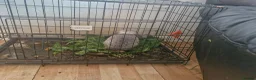 Dwarf Hotot rabbits for sale: Cute dwarf rabbit for sale with cage in Batley - Advert 1