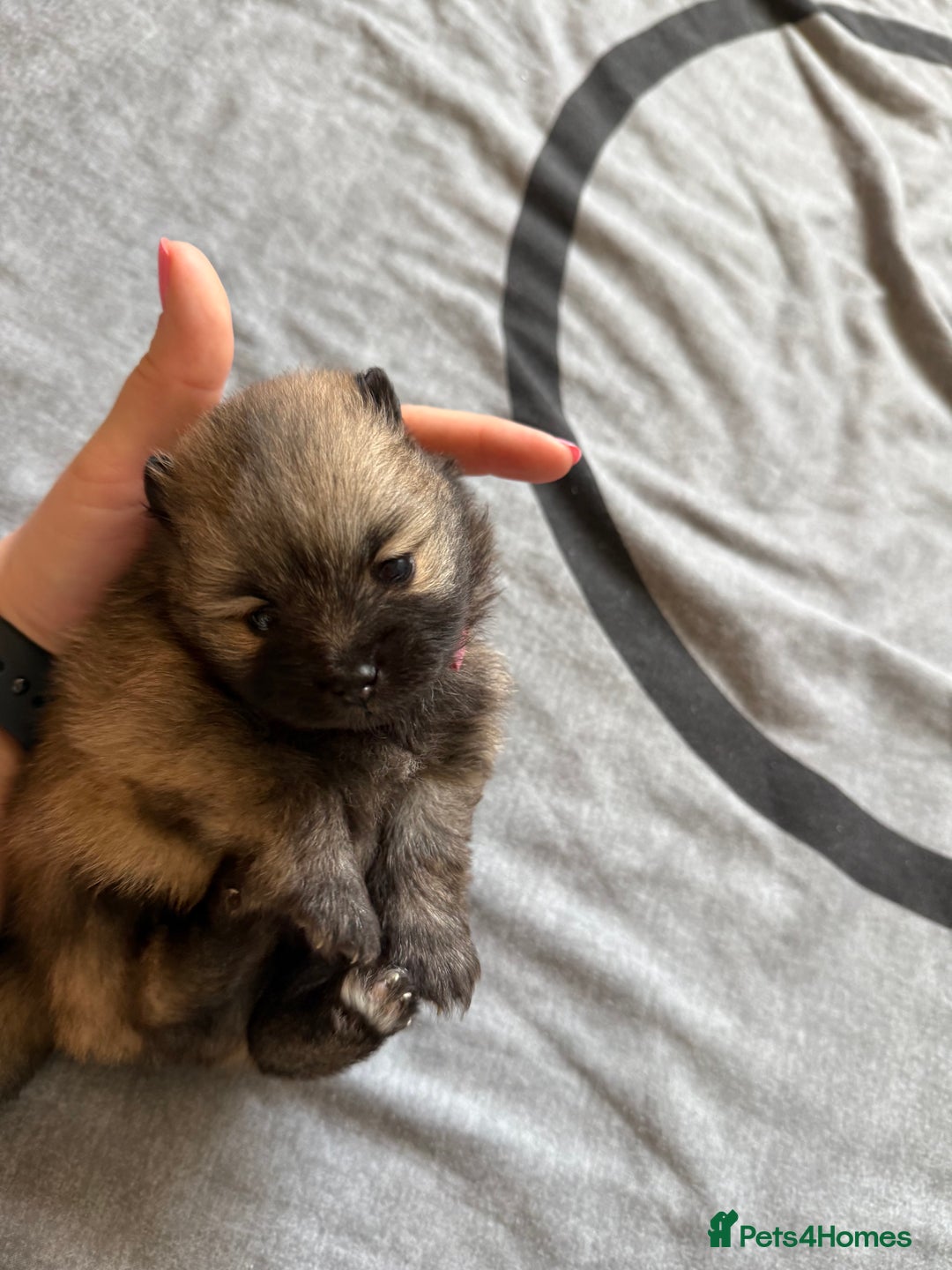 Pomeranian dogs for sale: Two Poms looking for forever home - Advert 14