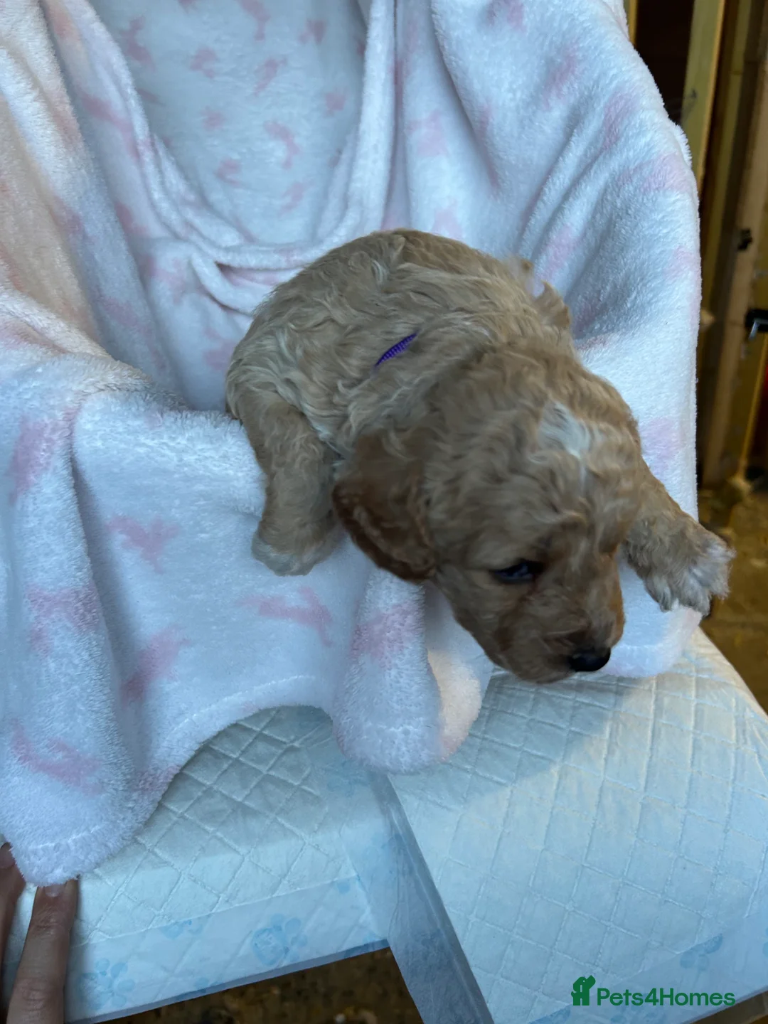 Cavapoo dogs for sale: Adventures of a curly cavapoo no further  - Advert 26