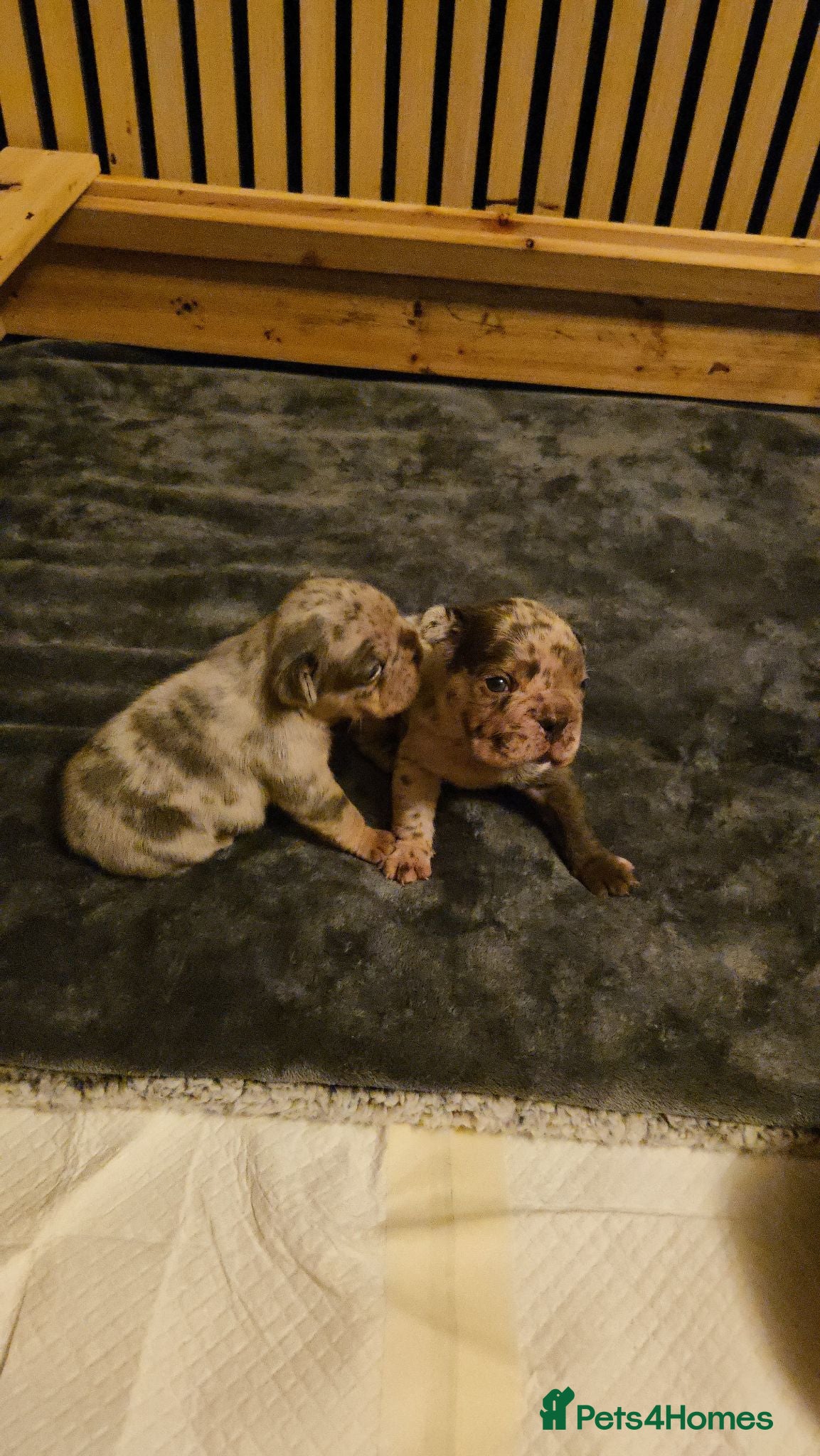 French Bulldog dogs Baby blue merle frenchie - Advert 2