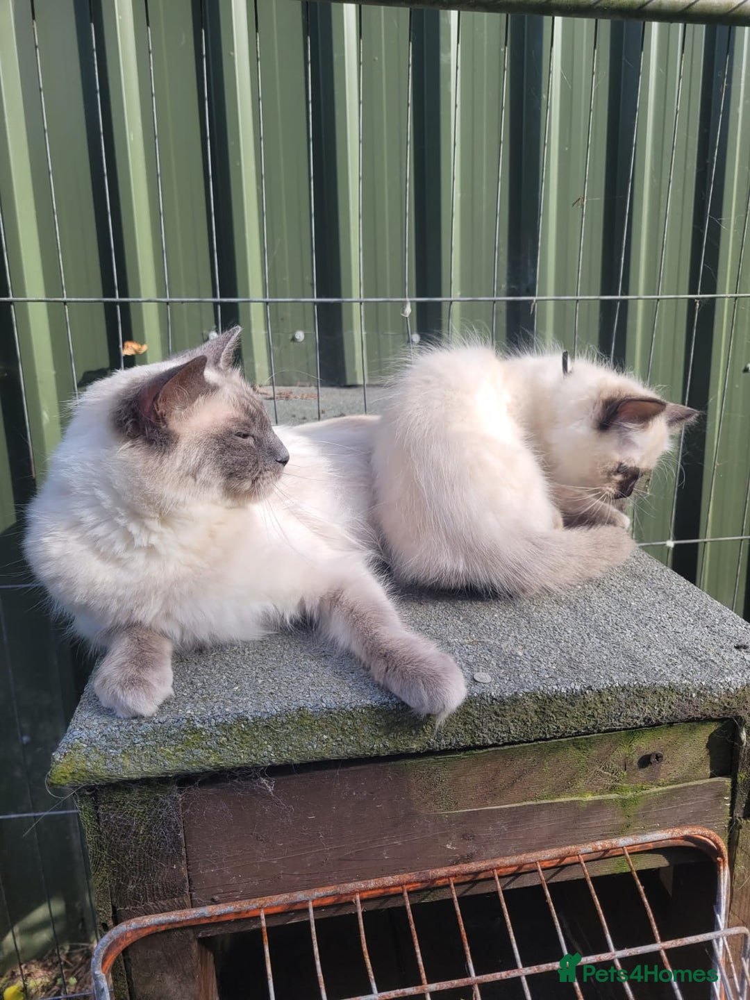 Ragdoll cats for sale: Adorable blue eyed ragdoll kittens - Image 10