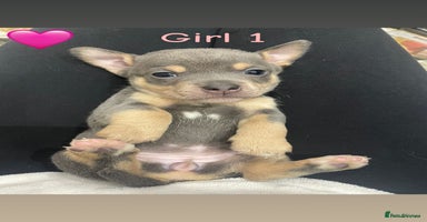 Jack Russell dogs Miniature Jack Russell Puppies   - Advert 3