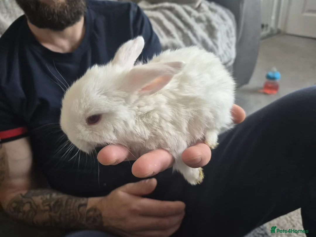 Mixed Breed rabbits for sale: 🌿 **Rabbits for Sale –Healthy and Beautiful!** 🐰 - Advert 19