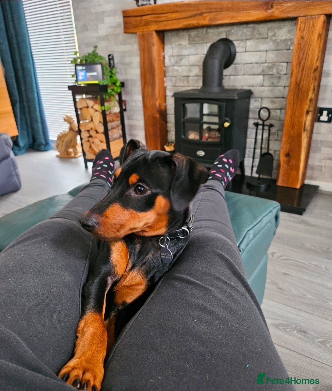 Miniature Pinscher dogs for sale: Miniture pincher male  - Advert 3