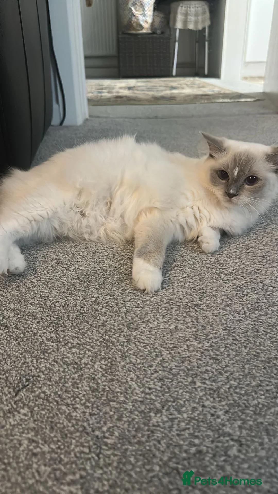 Ragdoll cats for sale: FULL PEDIGREE RAGDOLL KITTENS - LAST 2! - Advert 9