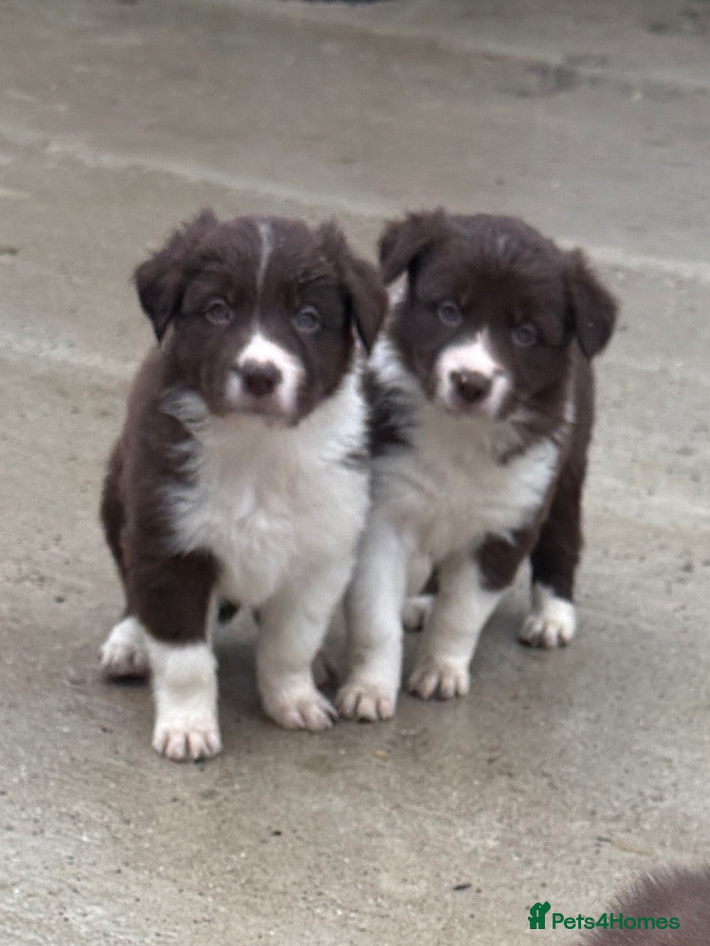 Border Collie dogs Gorgeous border collie puppies  - Advert 1