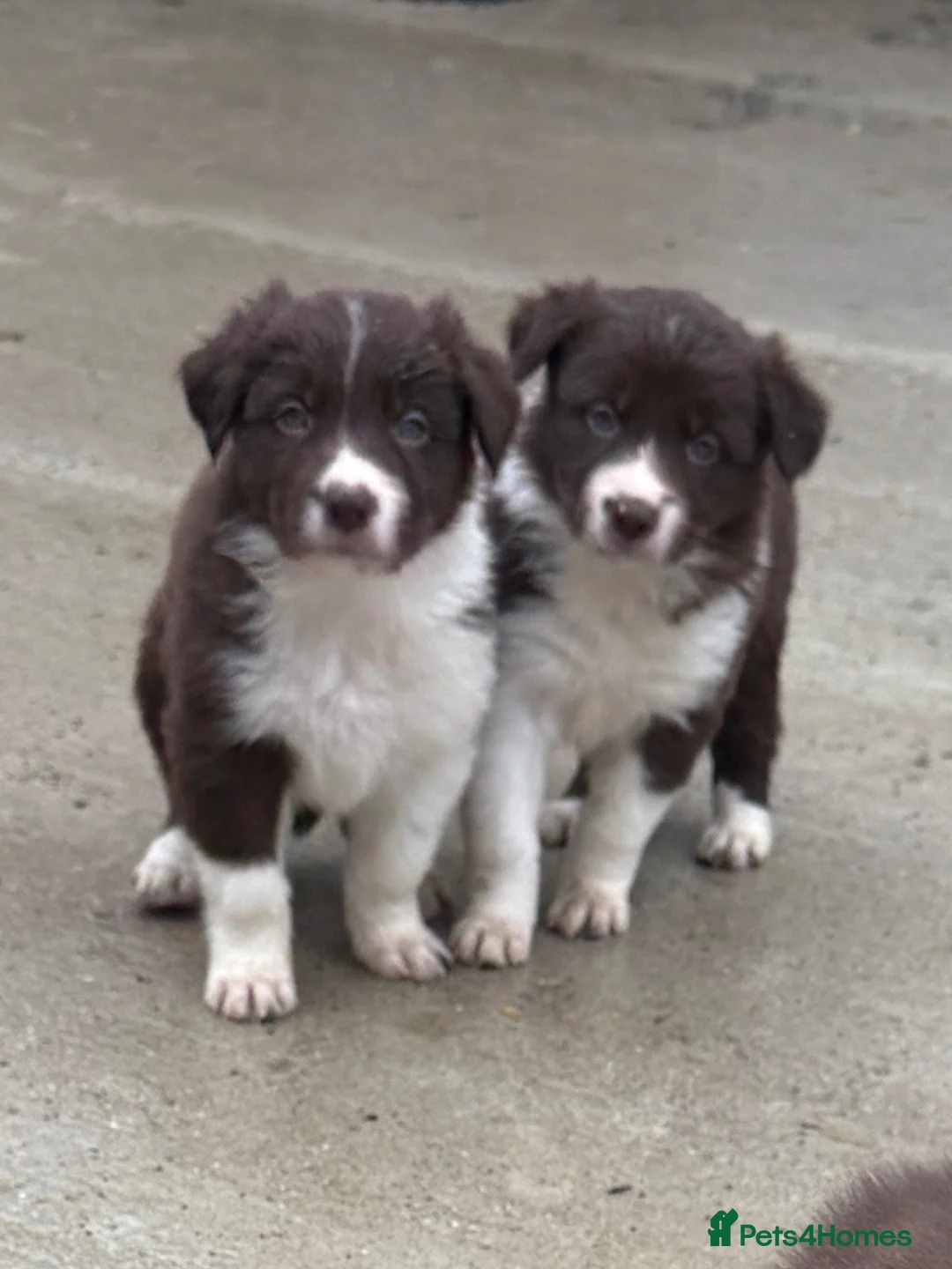 Border Collie dogs for sale: Gorgeous border collie puppies  - Advert 1