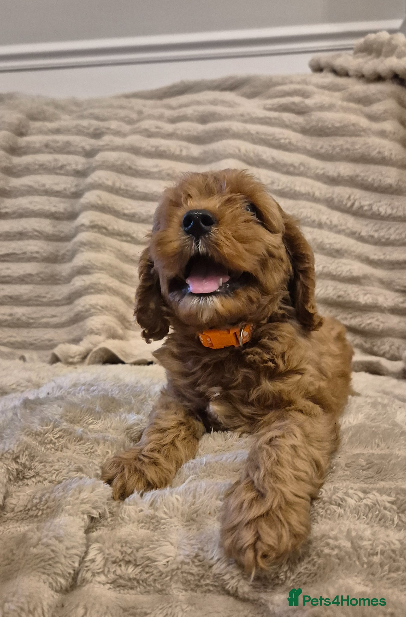 Cavapoo dogs Beautiful F1 Cavapoo puppies - Advert 5
