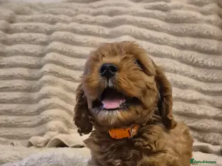 Cavapoo dogs Beautiful F1 Cavapoo puppies - Advert 5