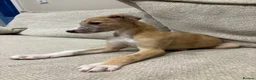 Mixed Breed dogs for sale: Whippet x lurcher pups - Advert 3