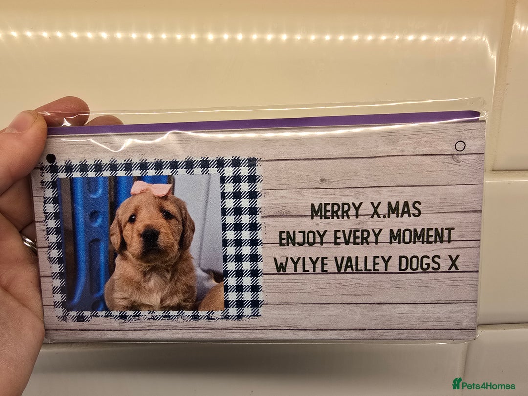 Labradoodle dogs for sale: F1 MINI LABRADOODLES ready to leave 3rd dec  - Advert 7