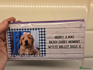 Labradoodle dogs F1 MINI LABRADOODLES ready to leave 3rd dec - Advert 2