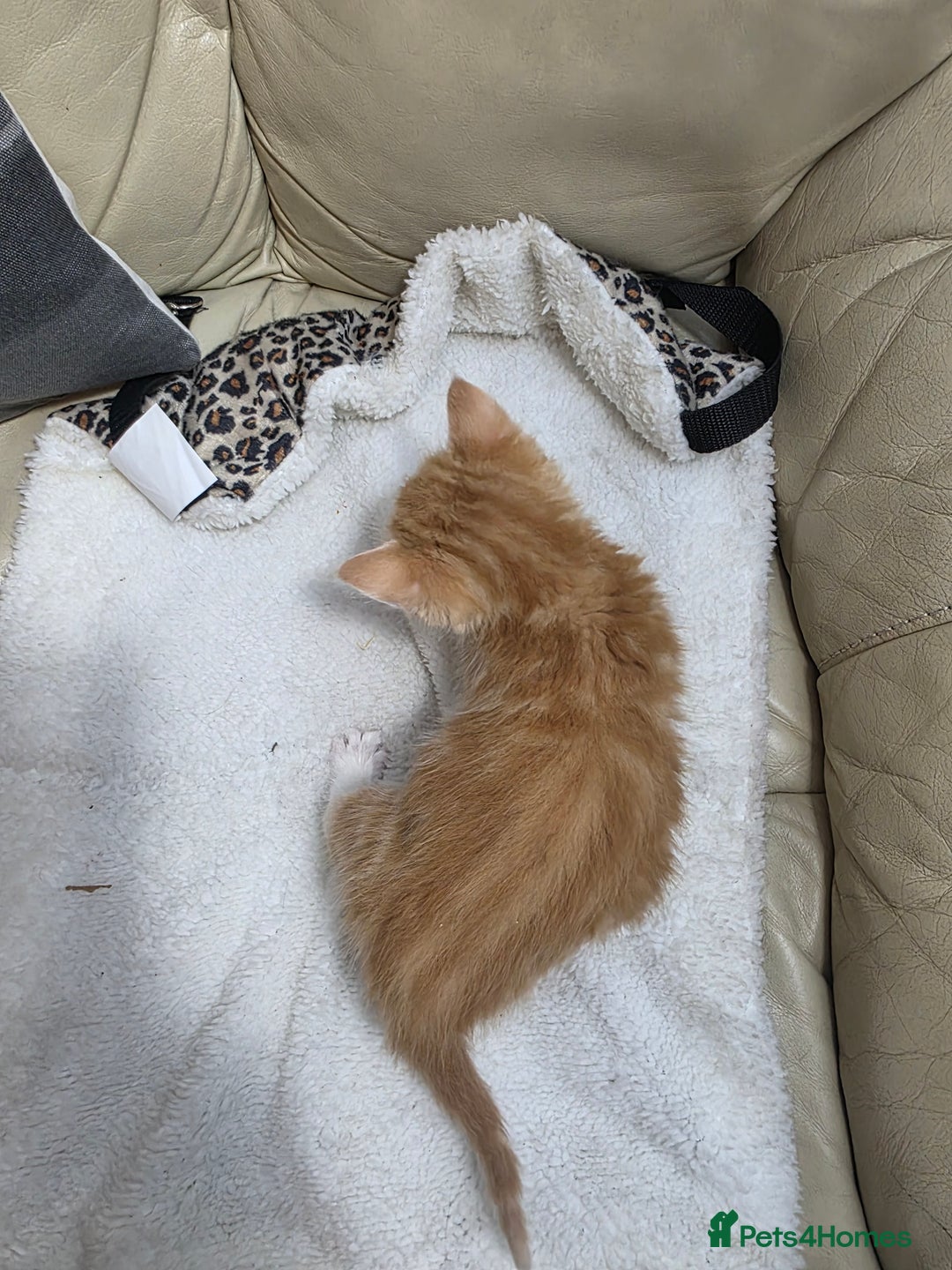 British Shorthair cats for sale: Rare ginger females. 1 male. British shorthair - Advert 20