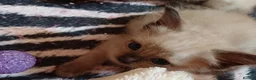 Ragdoll cats for sale: Pure Ragdoll Kittens in Redruth - Advert 5