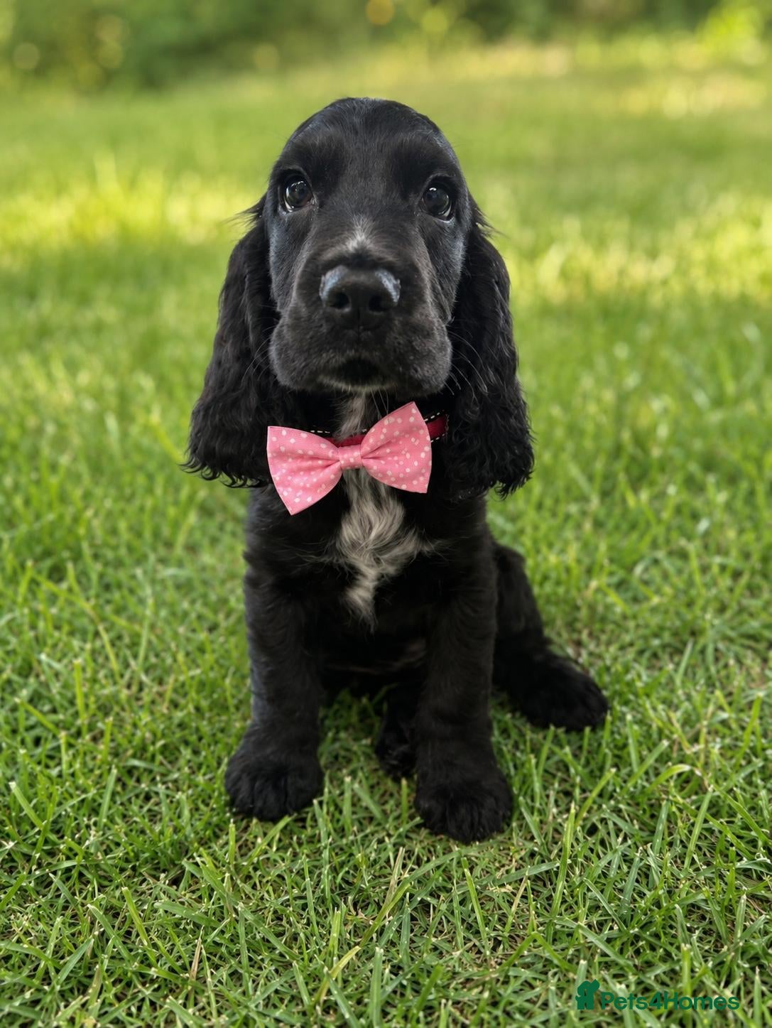 Cocker Spaniel dogs Last girl English Show Type Cocker Pups - Advert 1