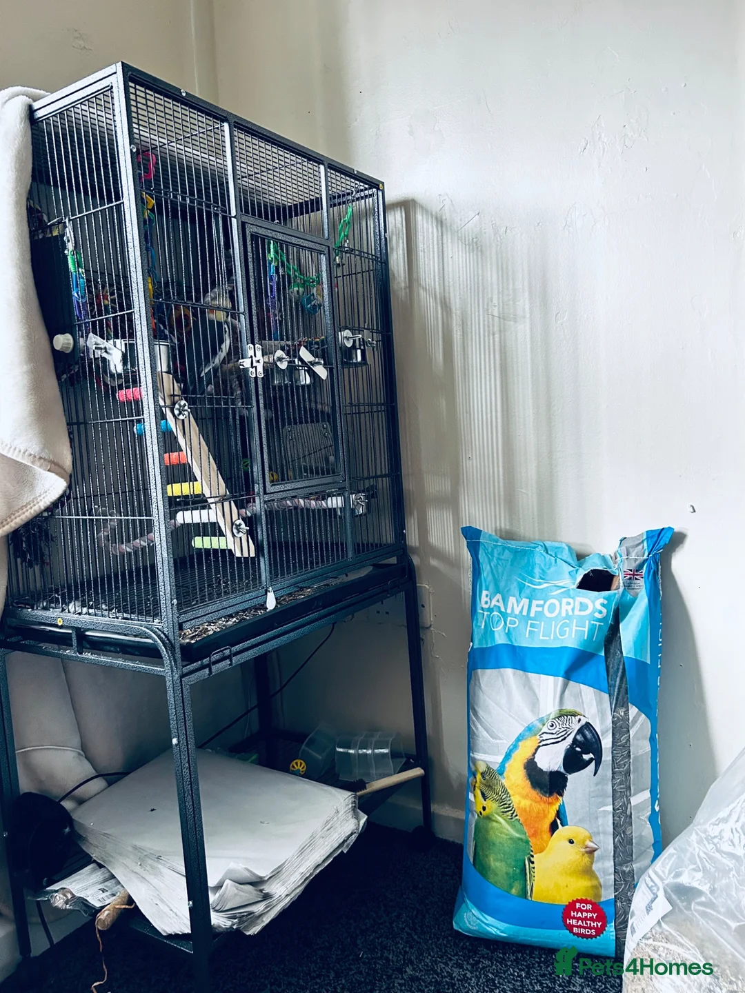 Cockatiels birds for sale: One female one male cockatiels - Advert 1