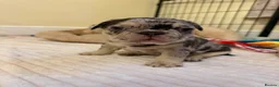 French Bulldog dogs for sale: French Bulldog Puppies – 3 Girls & 1 Boy 🐾💕 - Advert 13