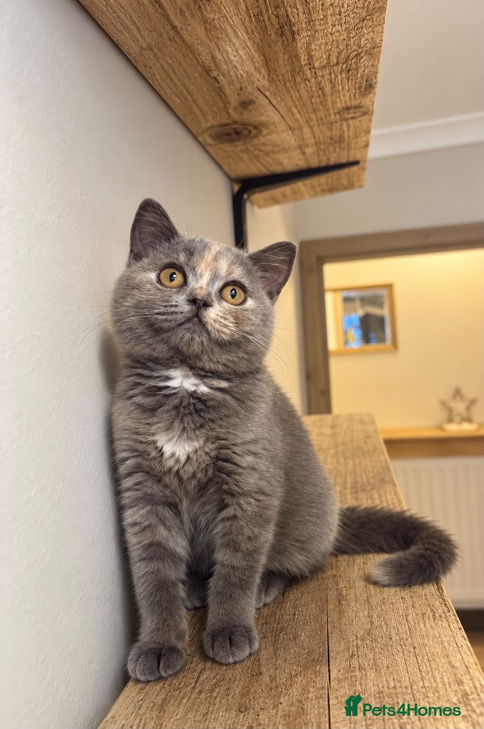 British Shorthair cats British shorthair kittens ready to leave 29th/9 - Advert 2
