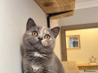 British Shorthair cats British shorthair kittens - Advert 4