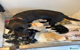 Labrador Retriever dogs for sale: Ready now labradoodles  - Image 18