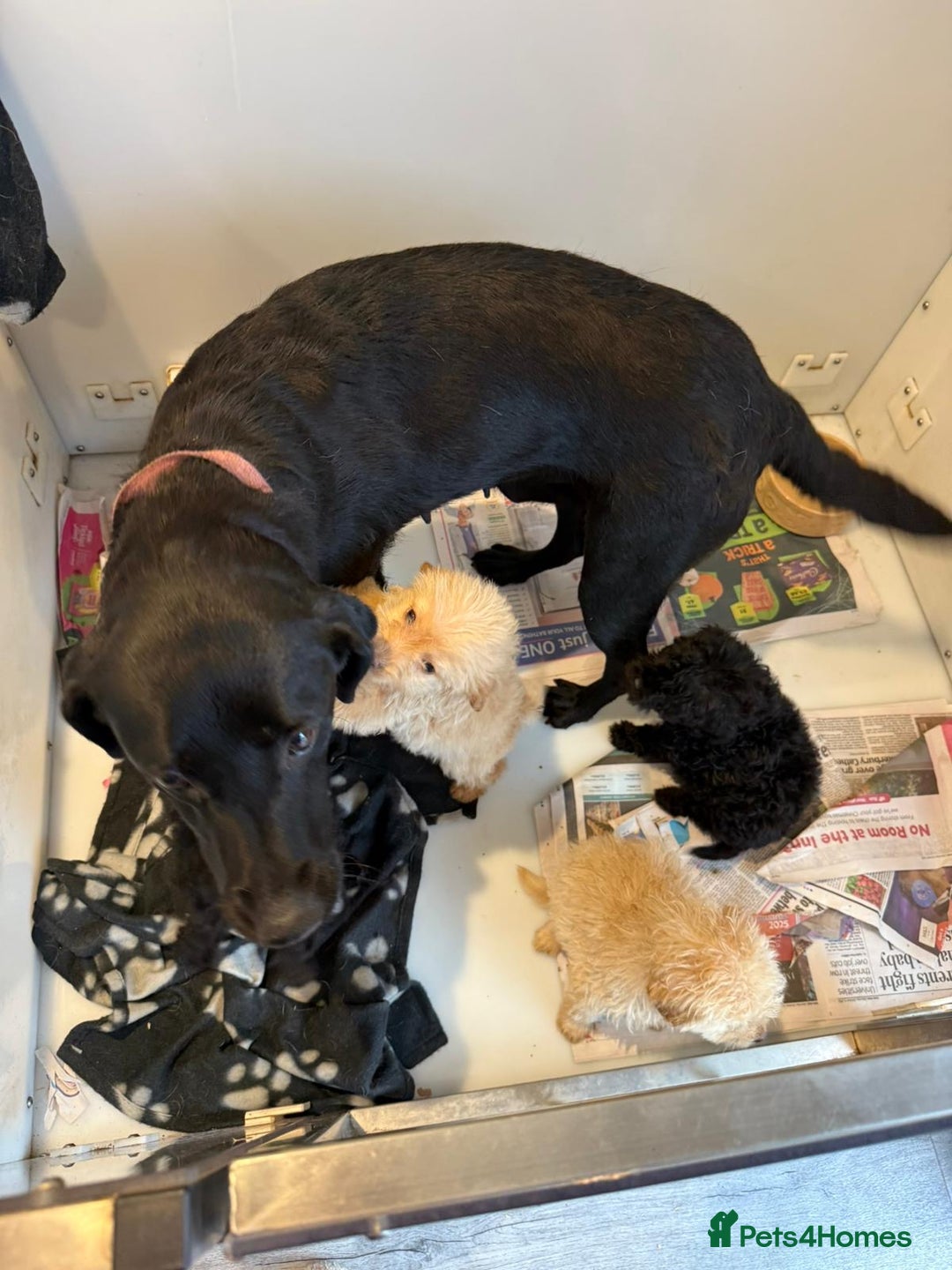 Labrador Retriever dogs for sale: Ready now labradoodles  - Image 18