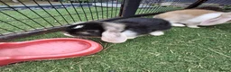 Mini Lop rabbits for sale: Mini lops in Grimsby - Advert 9