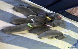 Mixed Breed dogs for sale: Blue staffy x classic bully Puppies 🐶 💙  - Image 7