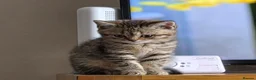 British Shorthair cats for sale: Gorgeous British Shorthair kittens  - Advert 2