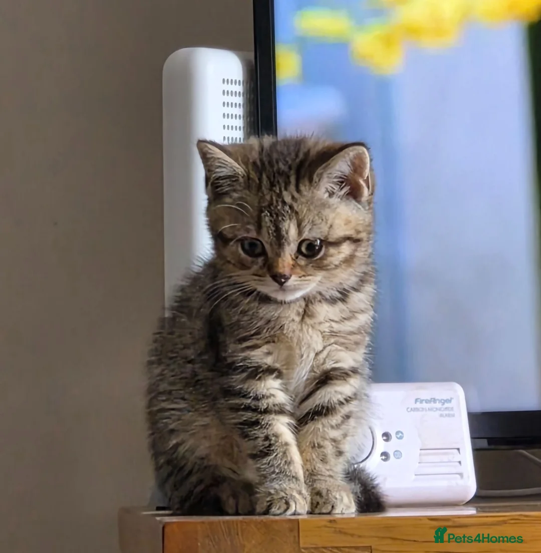 British Shorthair cats for sale: Gorgeous British Shorthair kittens  - Advert 2