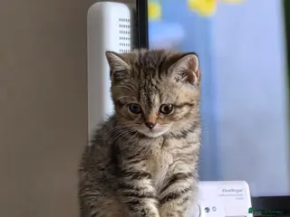 British Shorthair cats Gorgeous British Shorthair kittens - Advert 14
