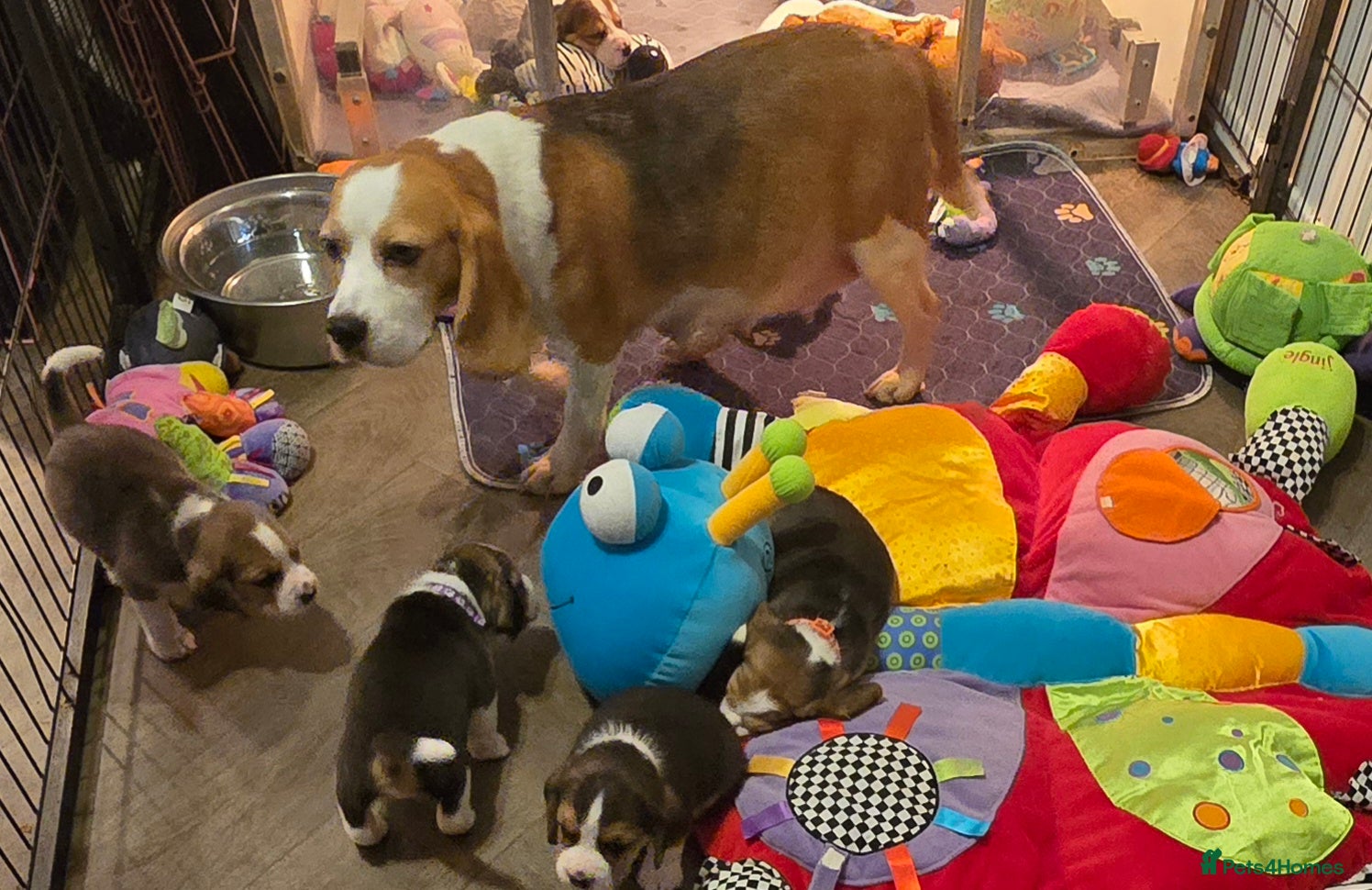 Beagle dogs KC registered Beagle pups, Rare Blue tri & tri - Advert 1