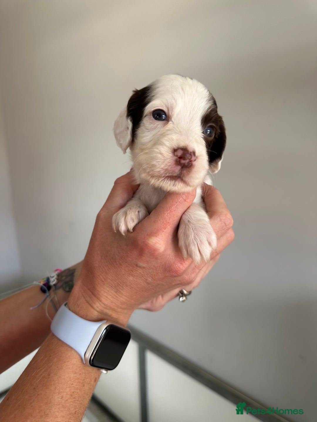 Cocker Spaniel dogs for sale: Working Cocker spaniel puppies  - Image 35