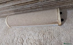 Mini Lop rabbits for sale: Mini Lop for a good home 🥰 - Image 33