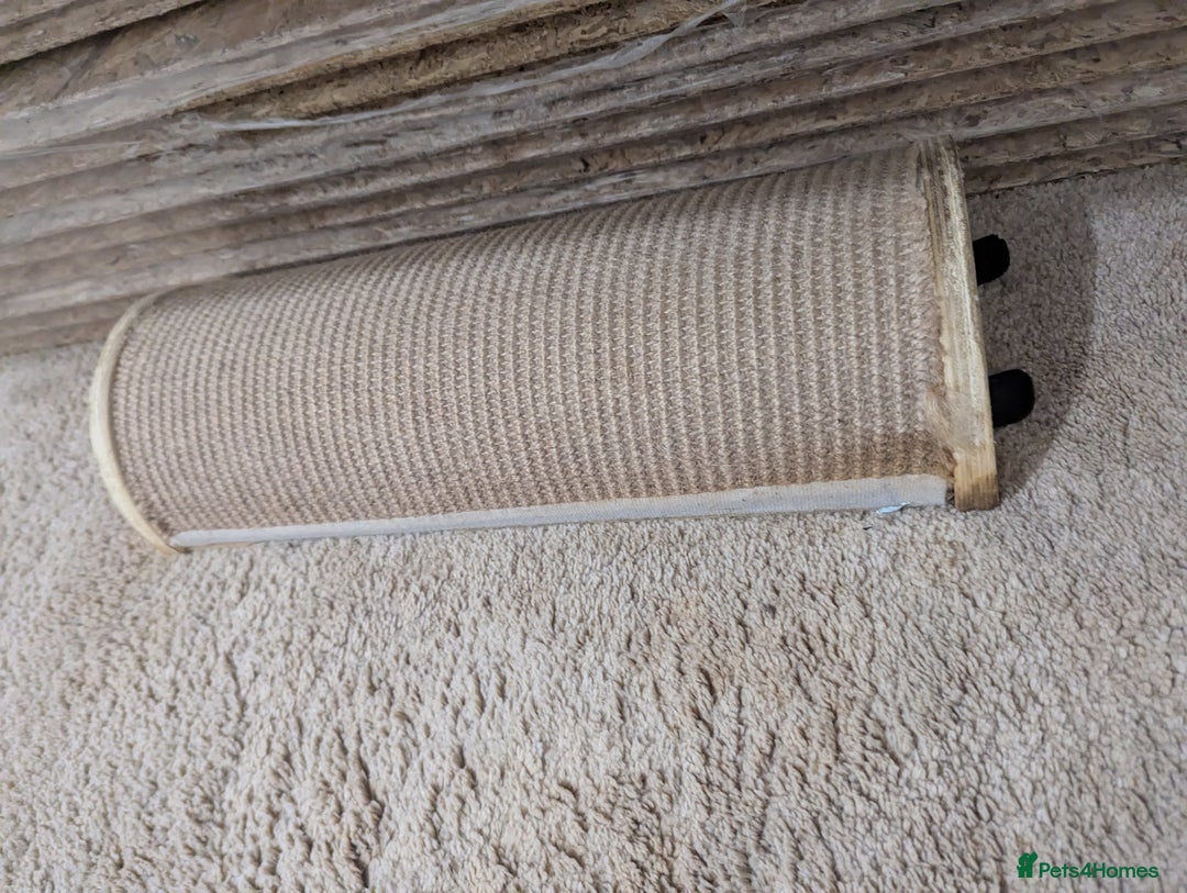 Mini Lop rabbits for sale: Mini Lop for a good home 🥰 - Image 33