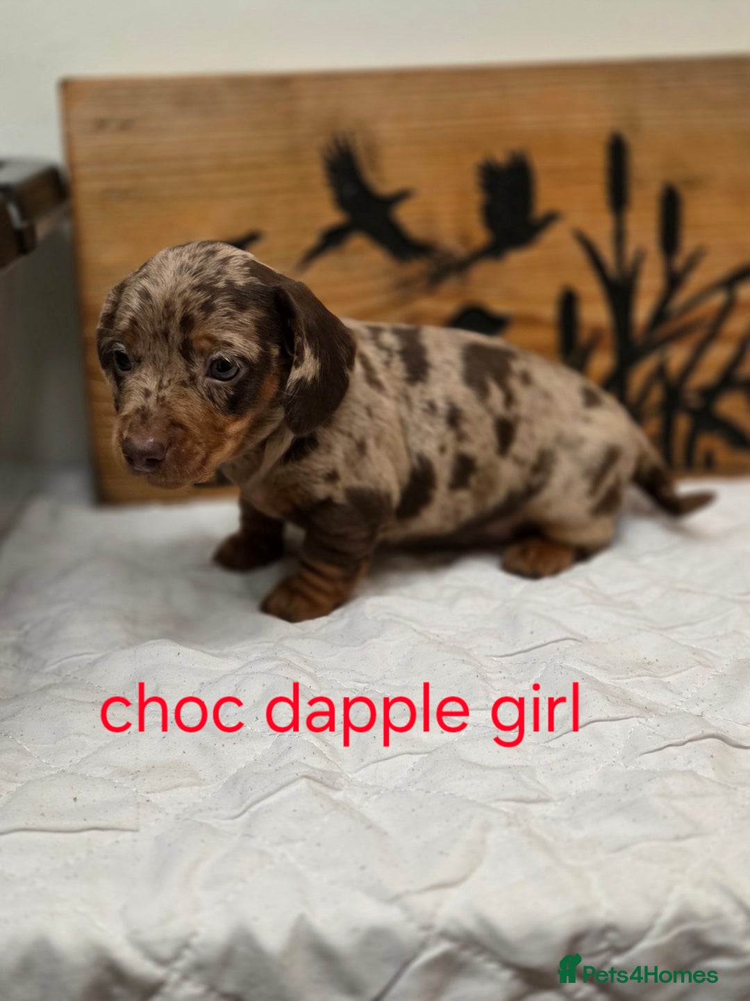 Miniature Dachshund dogs for sale: QUALITY PRA CLEAR MIN DACHSHUNDS  - Advert 23