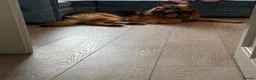 German Shepherd dogs for sale: 2 German Shepherd Brothers - Advert 4