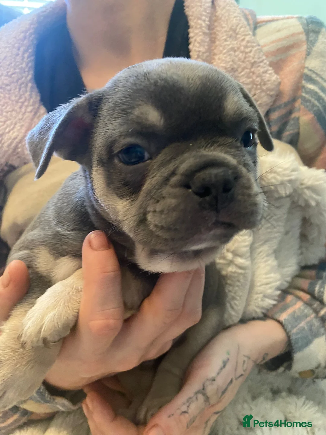 French Bulldog dogs for sale: Chucky laid back beautiful frenchies in Rochdale - Advert 1